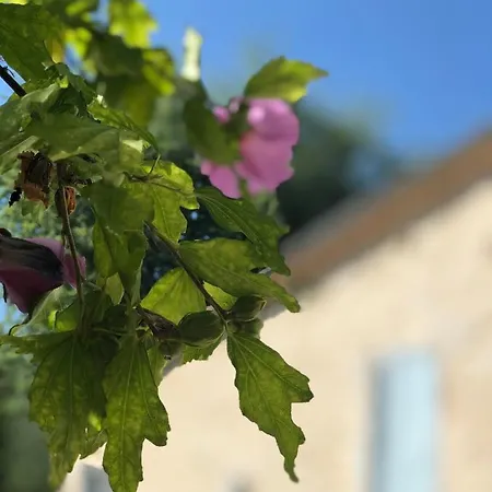 La Chartreuse לינה וארוחת בוקר